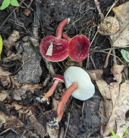 Red Gyroporus (Gyroporus purpurinus)