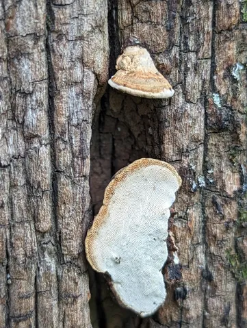 undefined (Perenniporia ohiensis)