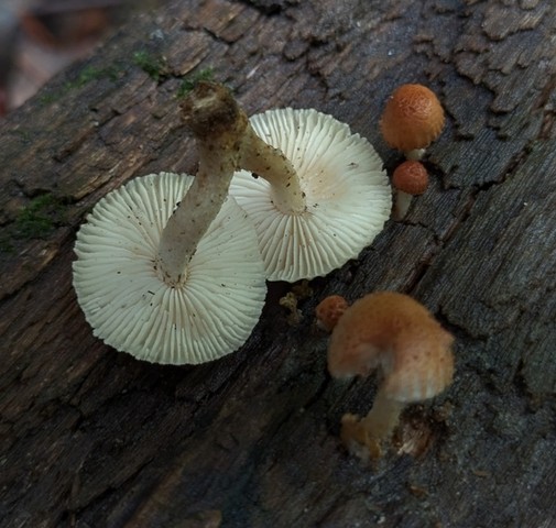 Sunray Sawtooth (Heliocybe sulcata)