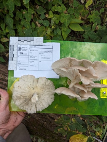 Pale Oyster (Pleurotus pulmonarius)