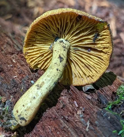undefined (Tricholomopsis sp-IN01)