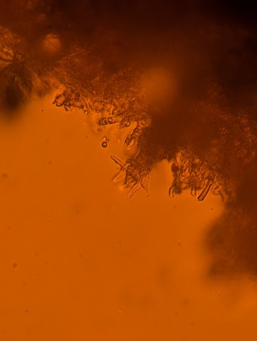 undefined (Elaphomyces sp.)