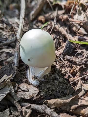 Garlic-Odored Death Cap (Amanita suballiacea)