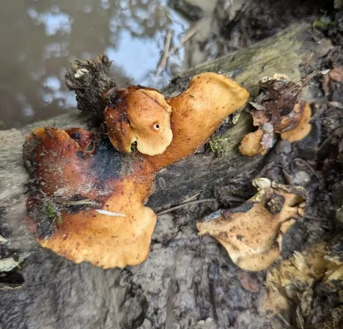 Bay Polypore (Picipes badius)