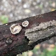 Little Nest Polypore