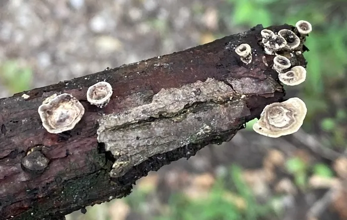 Trametes conchifer