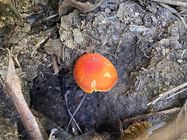 Bitter Waxcap (Hygrocybe mucronella)