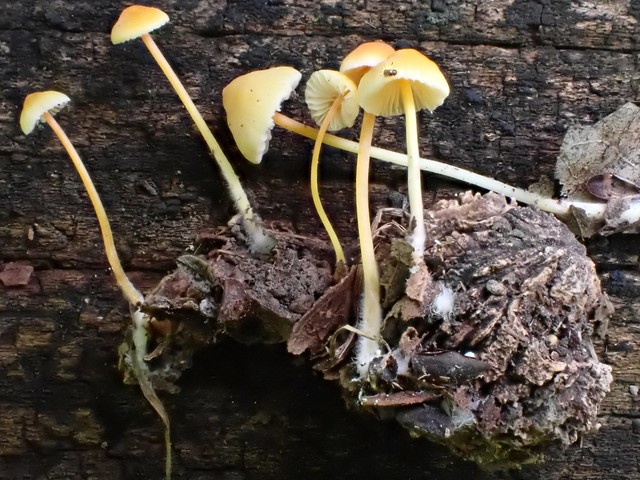 Walnut Mycena (Mycena crocea)