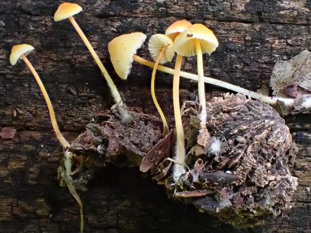 Walnut Mycena (Mycena crocea)