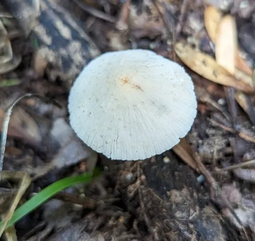 Pale Yellow Brittlestem (Candolleomyces luteopallidus)