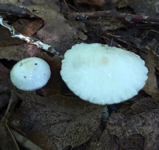 undefined (Leucoagaricus sp. 'IN03')