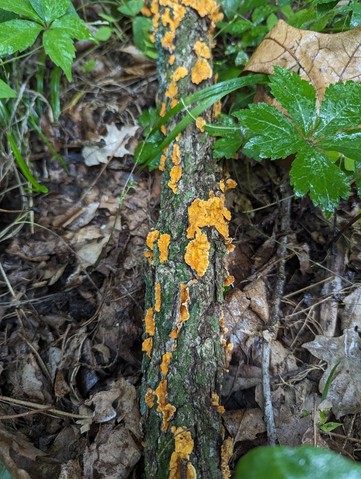 Crowded Parchment (Stereum complicatum)