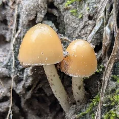 Pale Brittlestem