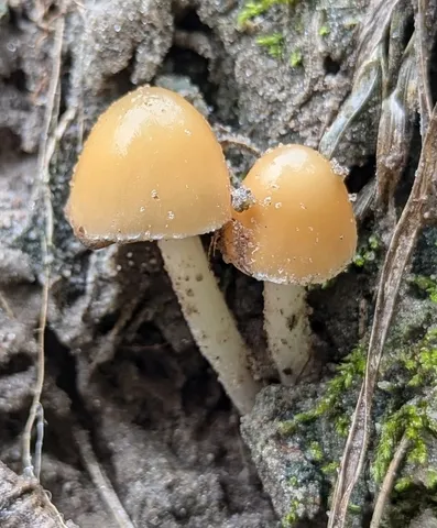 Candolleomyces candolleanus