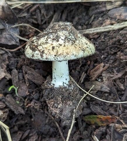 null (Inocybe sp-IN49)