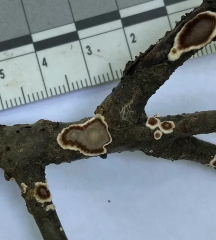 Giraffe Spots (Peniophora albobadia)