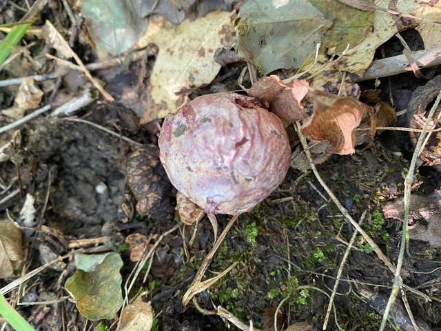 Dune Stinkhorn (Phallus hadriani)