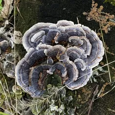 Turkey Tail