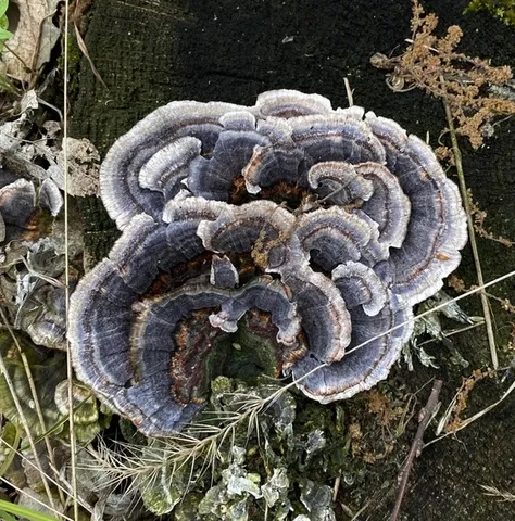 Turkey Tail (Trametes versicolor)