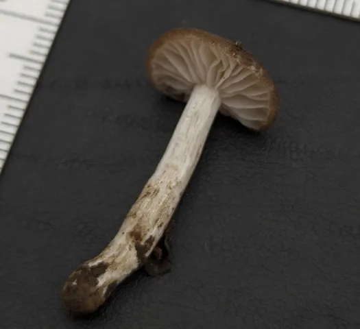 undefined (Entoloma sp. 'IN56')