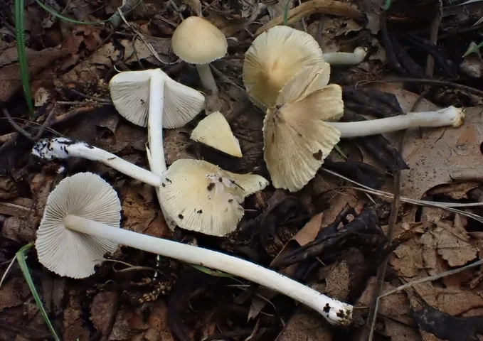 Inocybe sp-IN19