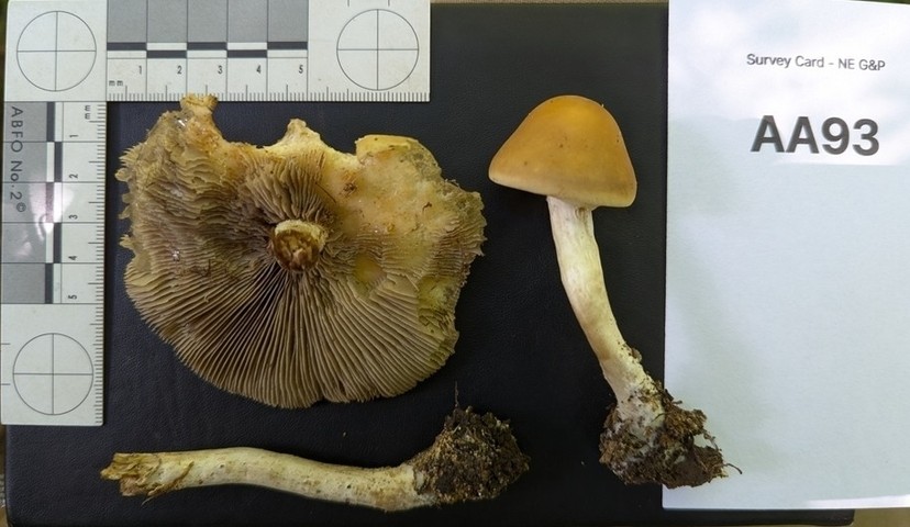 Agrocybe acericola