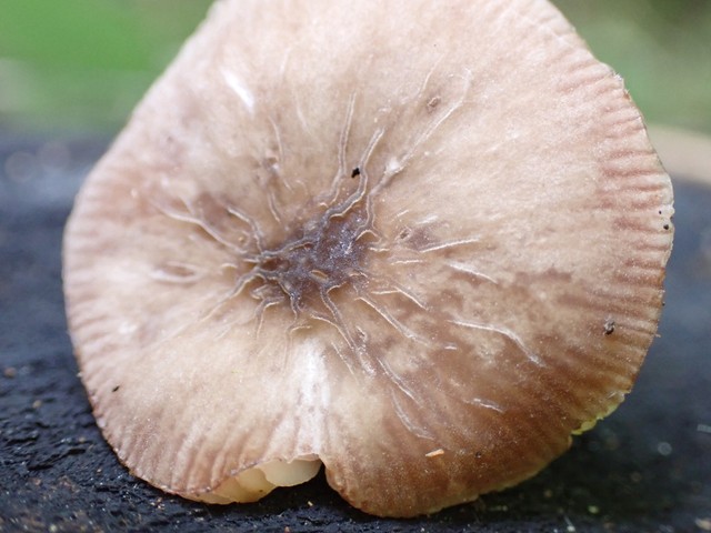 Veined Shield (Pluteus thomsonii-IN03)