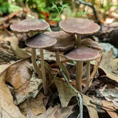 Maroon Brittlestem