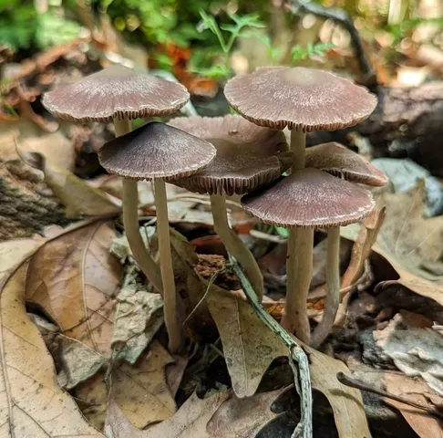 Psathyrella bipellis