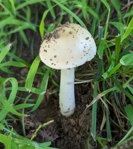 Amanita murrilliana