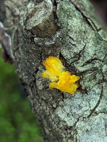 Witch's Butter (Tremella mesenterica)