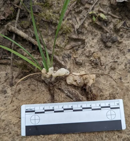 undefined (Helvellosebacina concrescens-IN02)
