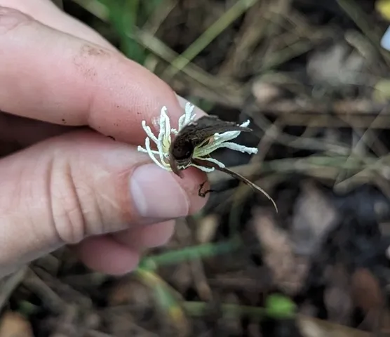 Slinder-Footed Cordyceps (Cordyceps tenuipes)