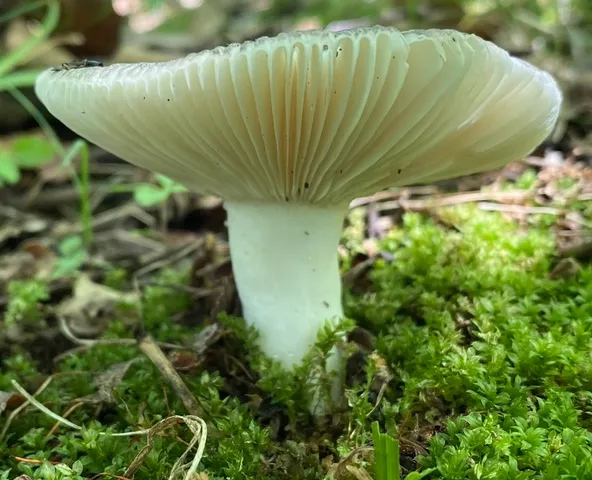 undefined (Russula sp-IN65)