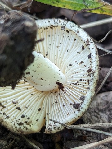 null (Inocybe sp-IN49)