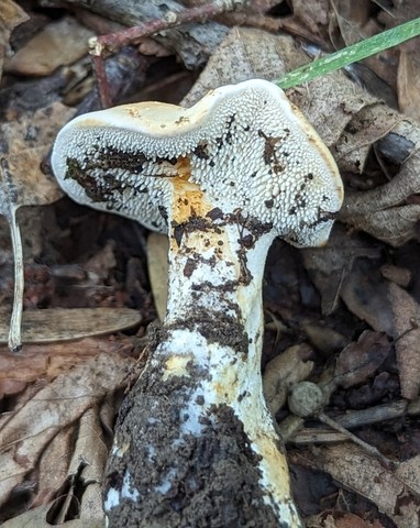 Slender Hedgehog (Hydnum subtilior)