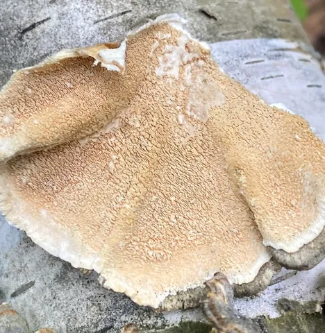 Turkey Tail (Trametes versicolor)
