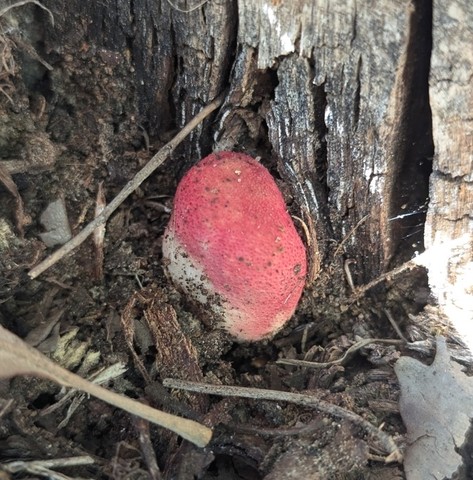 Beefsteak Fungus (Fistulina americana)