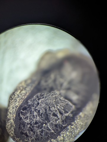 undefined (Elaphomyces sp.)