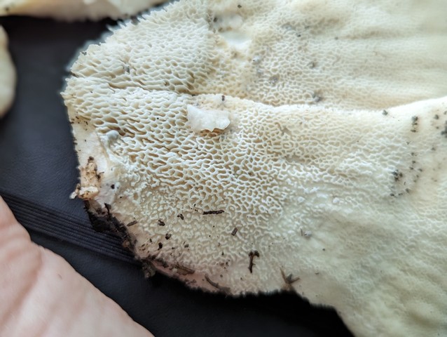 Berkeley's Polypore (Bondarzewia berkeleyi)