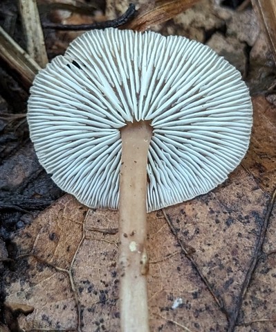 Beard Stem Gymnopus (Gymnopus barbipes)