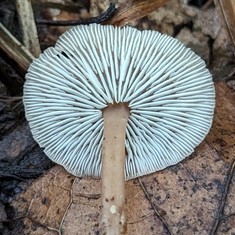 Beard Stem Gymnopus