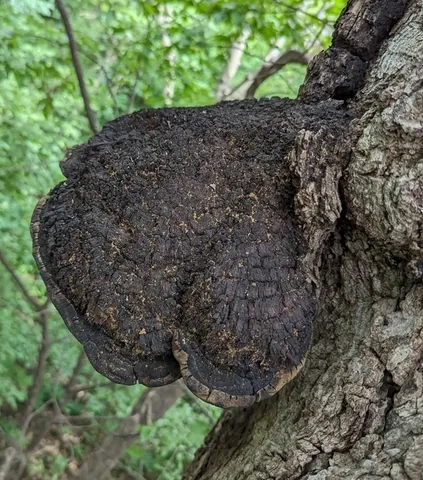 undefined (Sanghuangporus weirianus)