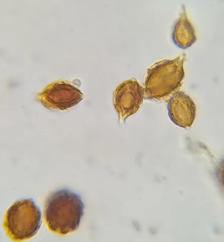 undefined (Hymenogaster spp.)