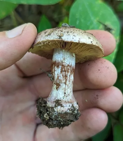 Calonarius caesiofulvus