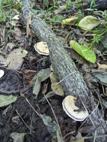 Latte Bracket (Trametes lactinea)