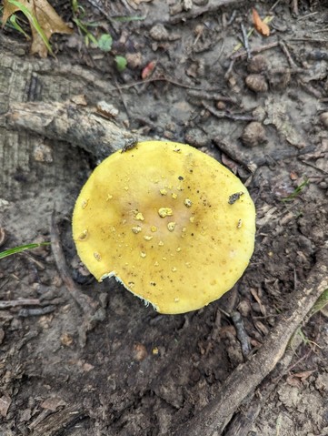 Yellow American Blusher (Amanita flavorubens)