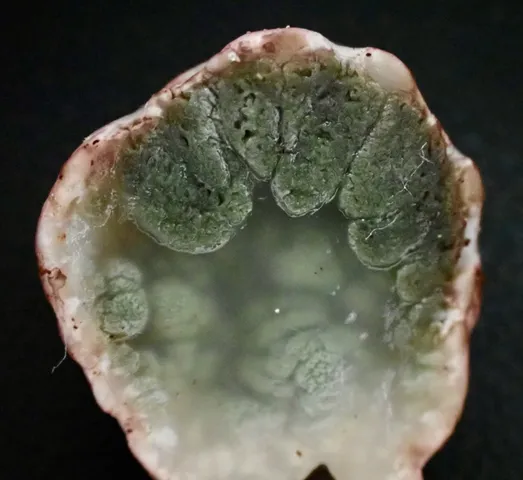 undefined (Phallogaster cf. phillipsii)