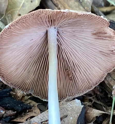 Pale Brittlestem (Candolleomyces candolleanus)