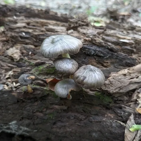 (Pluteus septocystidiatus)